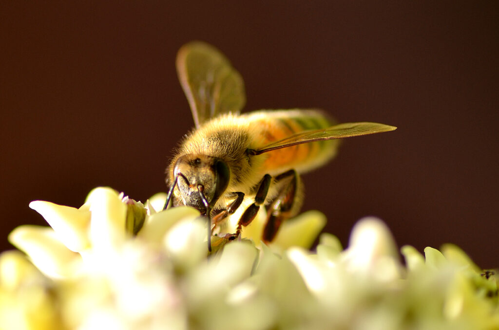 Nature Blog Close-up image of a bee on a flower