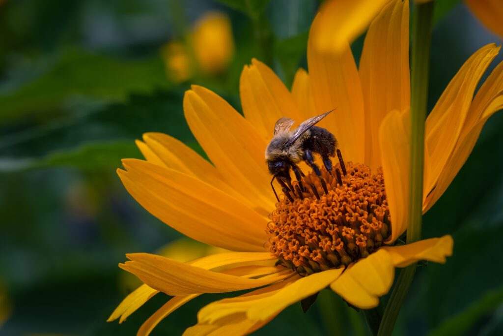 Nature Blog Close-up of a bee on a yellow flower gathering nectar
