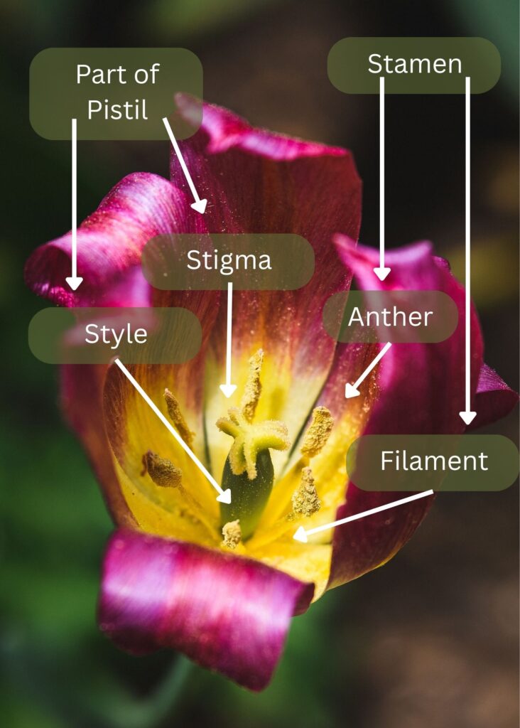 Nature Blog Inside of a magenta tulip with the stamen and pistil parts labeled
