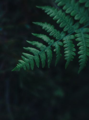 Close-up of a green fern in front of a dark background