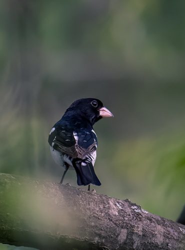 A male Rose-Breasted Grosbeak, a bird with black and white plummage
