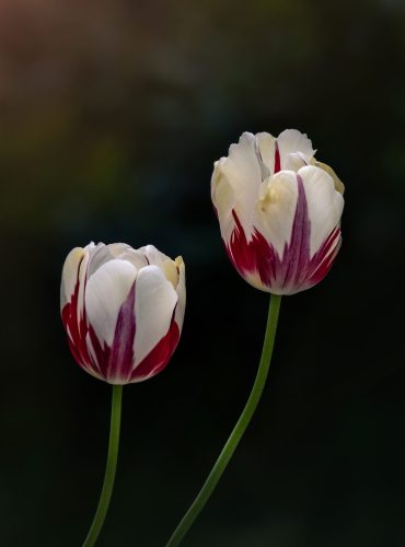 Two Tulips 600x400 4x6